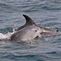 Bottle-nosed Dolphin, Tursiops truncatus, baby with mother, Alan Prowse